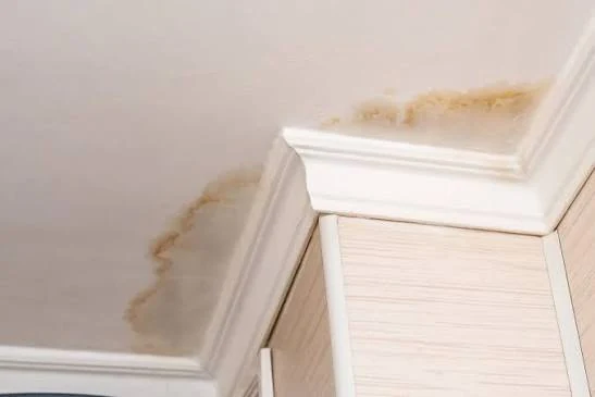 Brown water stain follows a ceiling corner above white crown molding.