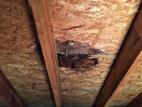 Dark water damage on OSB roof sheathing between wooden rafters.