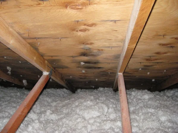 Dark patches on the underside of plywood roof sheathing above loose-fill attic insulation.